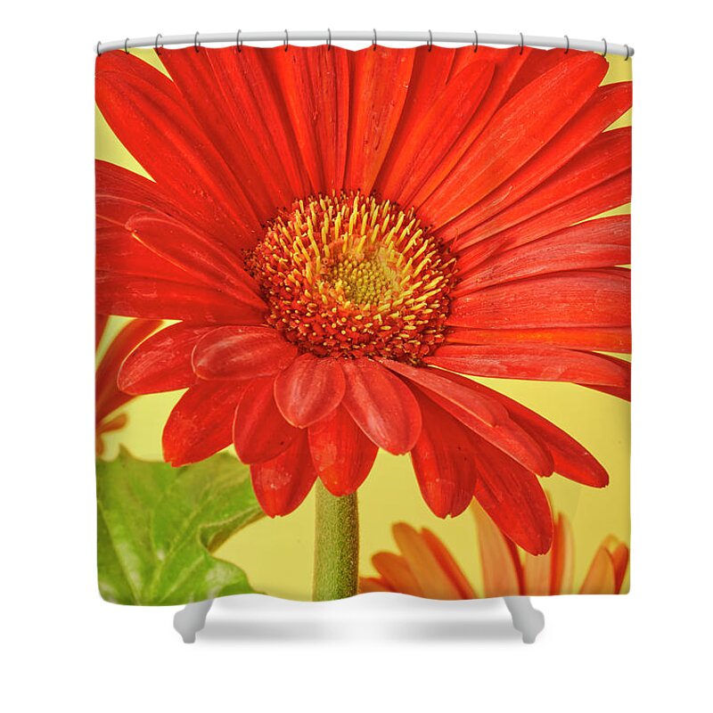 Red Shower Curtain featuring the photograph Red Gerbera Daisy 2 by Richard Rizzo