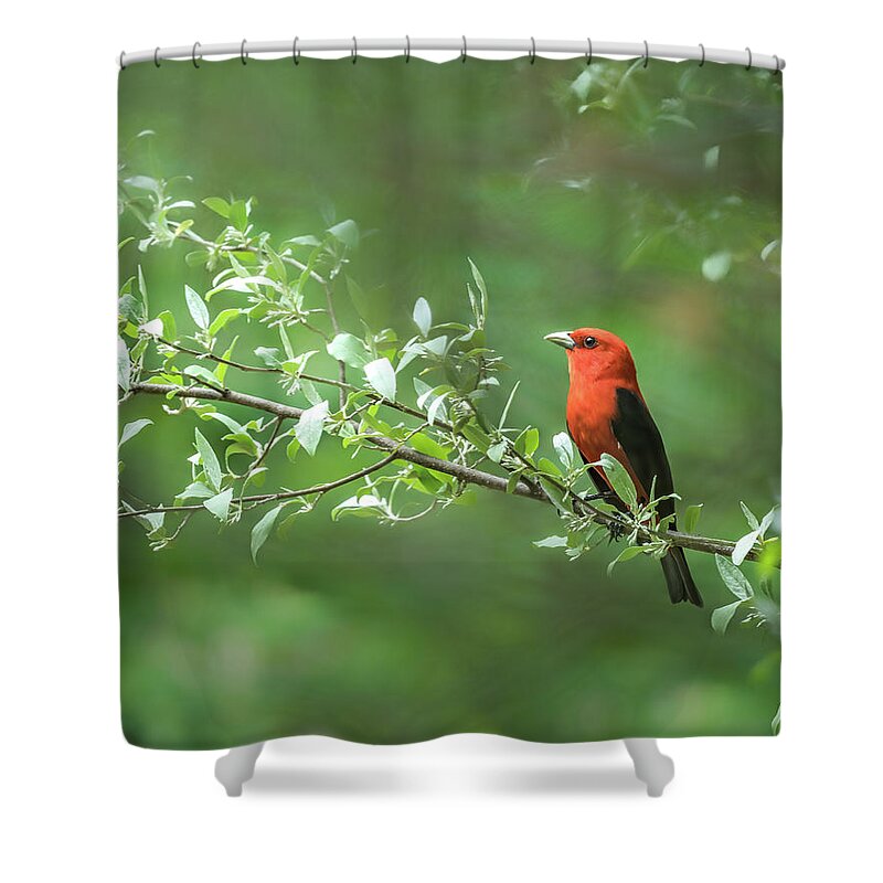 Scarlet Shower Curtain featuring the photograph Red by James Overesch