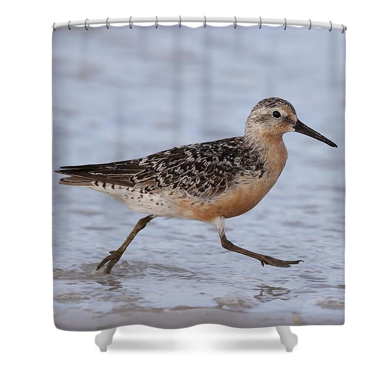 Red Knot Shower Curtain featuring the photograph Red Knot on the Run by Mingming Jiang