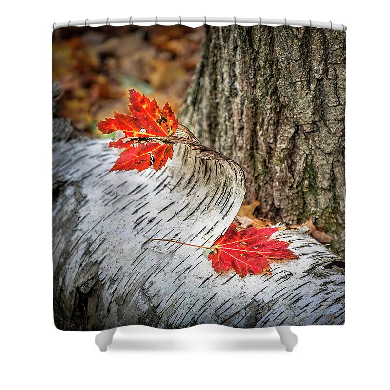Leaves Shower Curtain featuring the photograph Red Leaves And White Bark by Elvira Peretsman