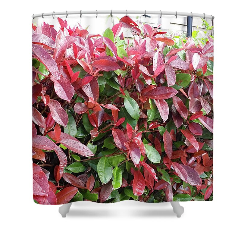 Plant Images Shower Curtain featuring the painting Red Leaves in Cornwall by Roxy Rich