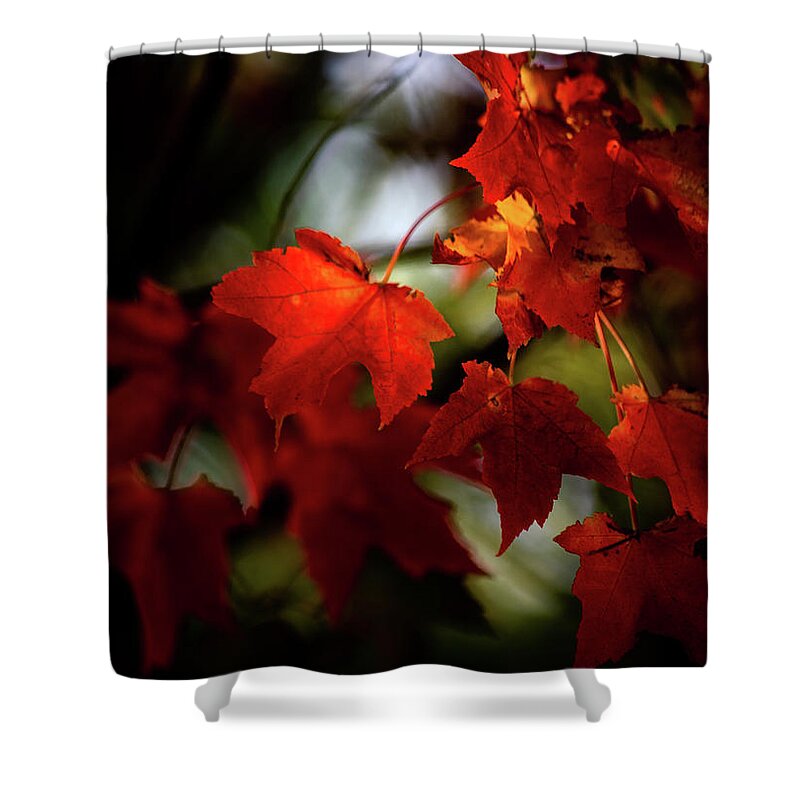 Autumn Shower Curtain featuring the photograph Red Leaves Late Afternoon Sun by Michael Saunders