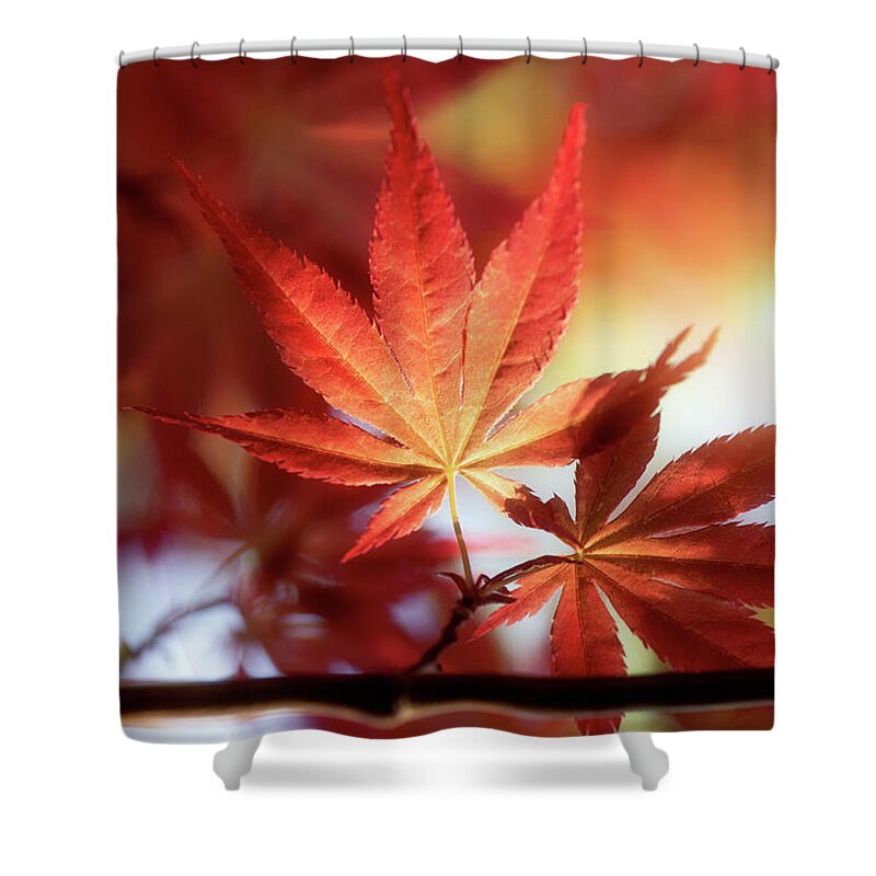 Red Maple Leaves At Sunset Shower Curtain featuring the photograph Red Maple Leaves at Sunset by Philippe Sainte-Laudy