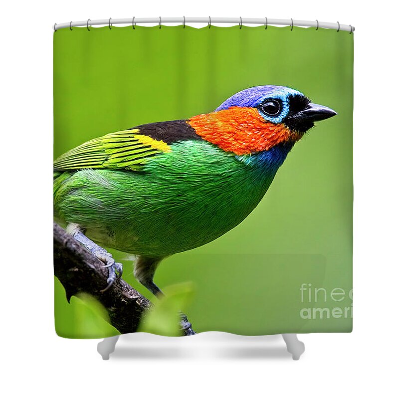 Red-necked Tanager Shower Curtain featuring the photograph Red-necked Tanager, Tangara cyanocephala by Tony Mills