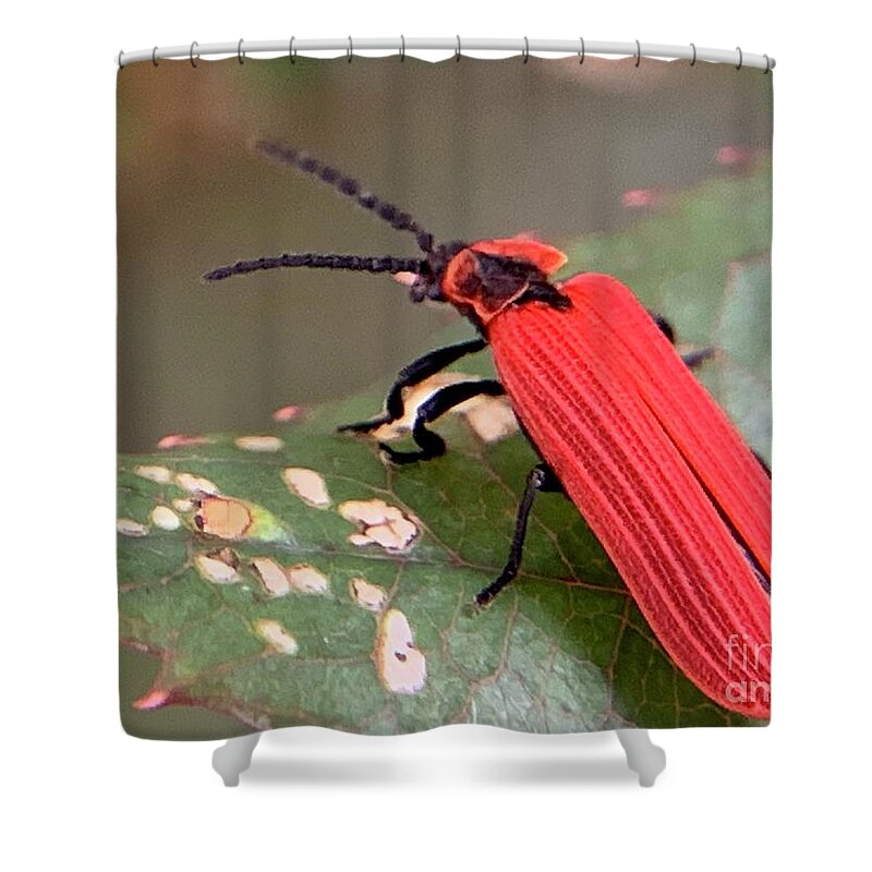 Insect Shower Curtain featuring the photograph Red Net Winged Beetle by Catherine Wilson