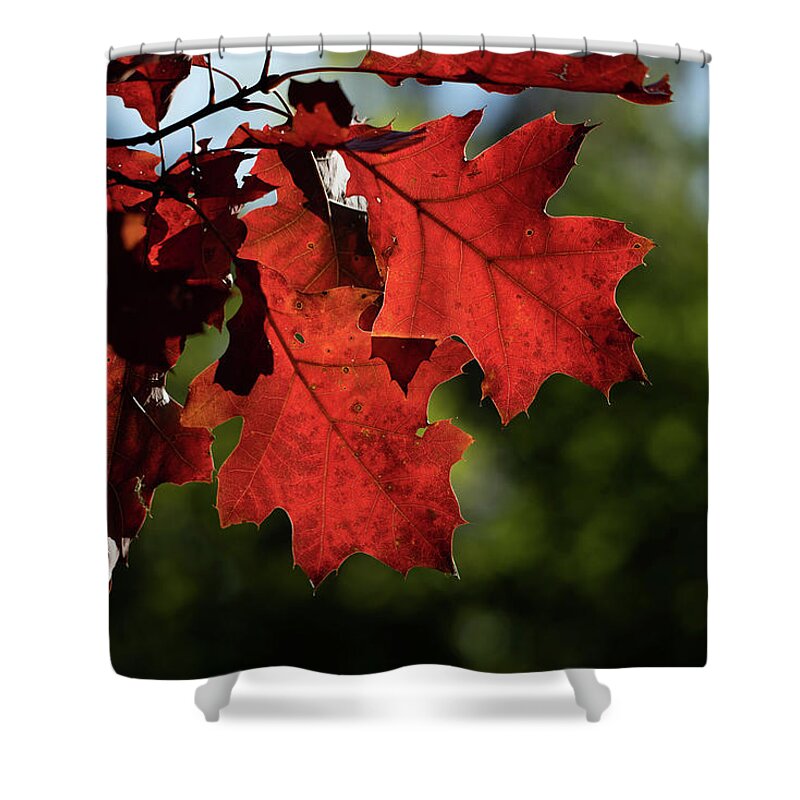 Red Shower Curtain featuring the photograph Red Oak Leaves In Autumn by Artur Bogacki
