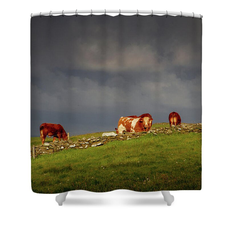 Red Cow Shower Curtain featuring the photograph Red on the Horizon by Mark Callanan
