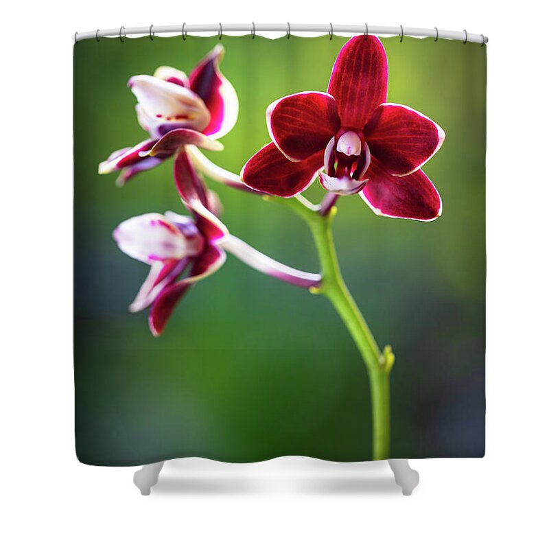 Background Shower Curtain featuring the photograph Red Orchid Flower by Raul Rodriguez