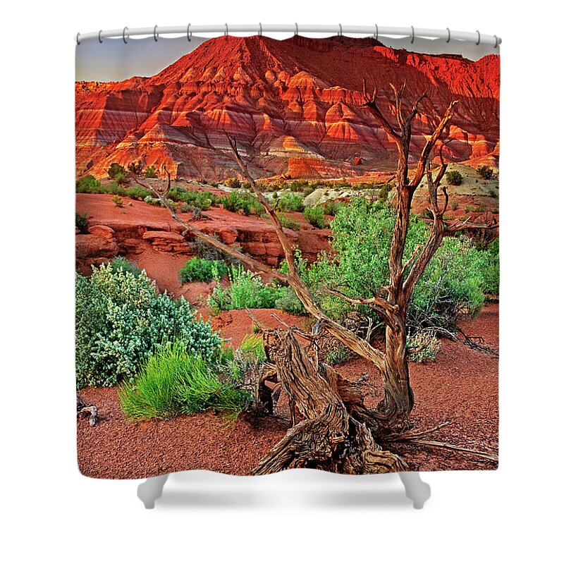 North America Shower Curtain featuring the photograph Red Rock Butte And Juniper Snag Paria Canyon Utah by Dave Welling