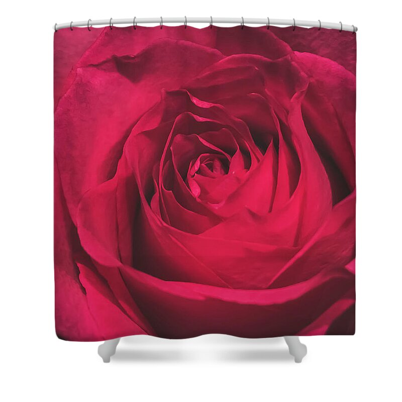 Red Shower Curtain featuring the photograph Red Rose by Anamar Pictures