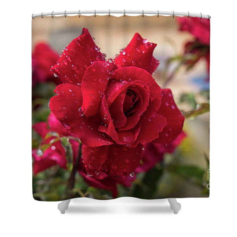Bloom Shower Curtain featuring the photograph Red rose and sparkling water pearls by the pool by Adriana Mueller