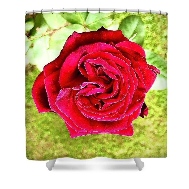 Red Shower Curtain featuring the photograph Red Rose by Gordon James