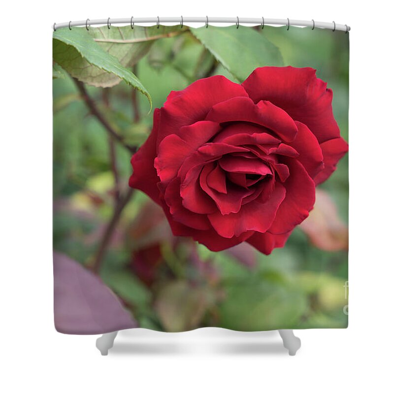 Red Rose Shower Curtain featuring the photograph Red rose in the Mediterranean garden by Adriana Mueller