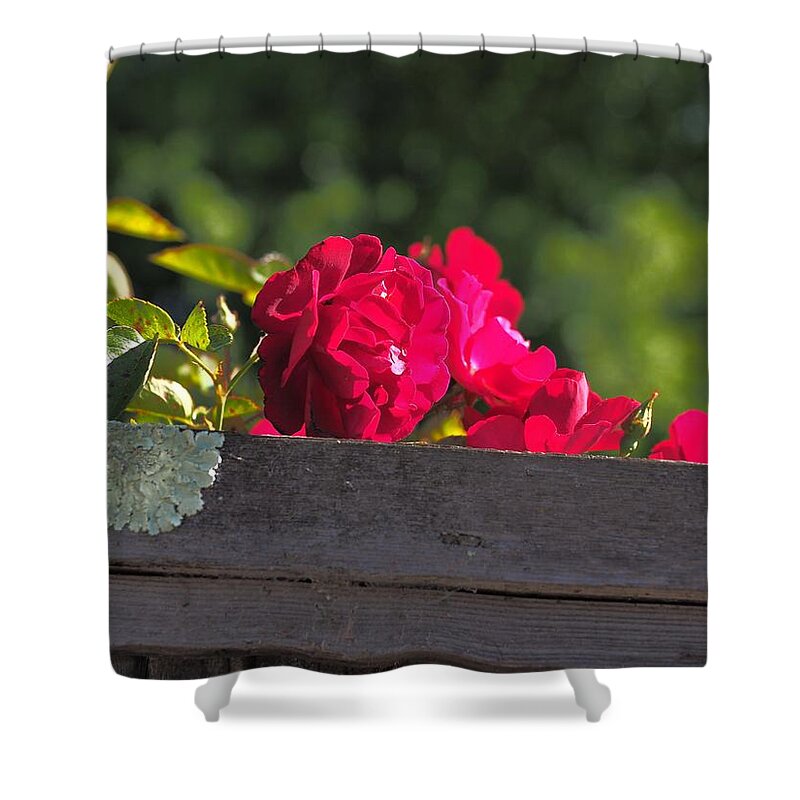 Botanical Shower Curtain featuring the photograph Red Rover Peeking Over by Richard Thomas