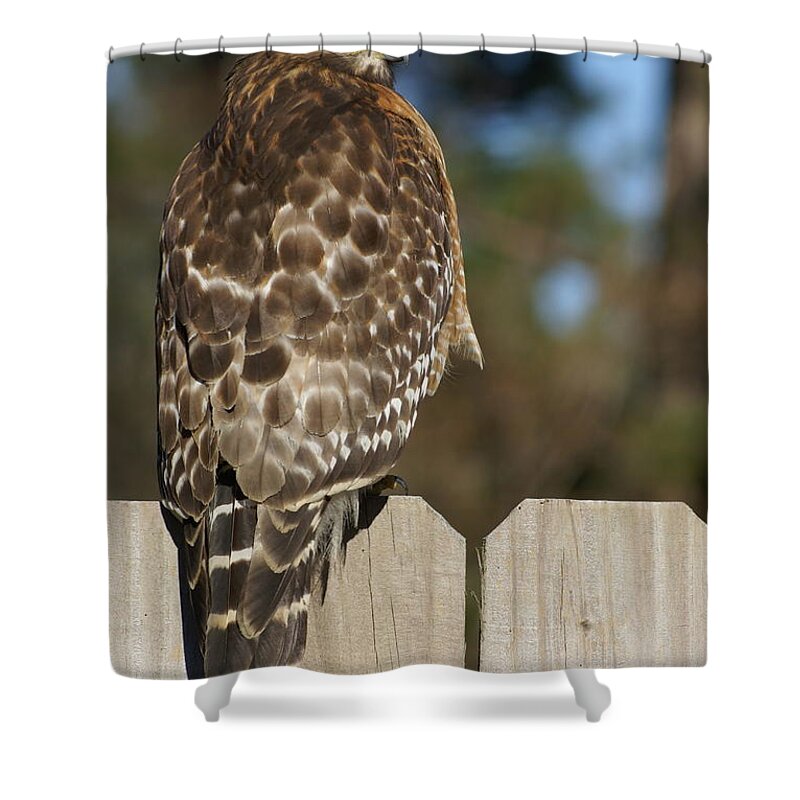  Shower Curtain featuring the photograph Red-Shouldered Hawk by Heather E Harman