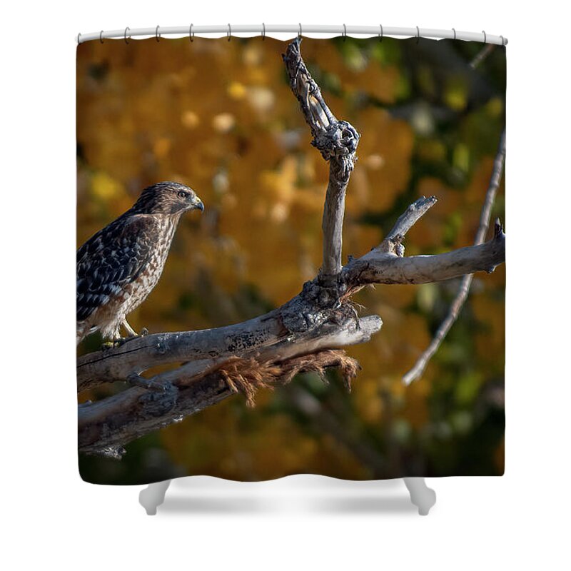 Red Shouldered Hawk Shower Curtain featuring the photograph Red Shouldered Hawk by Rick Mosher