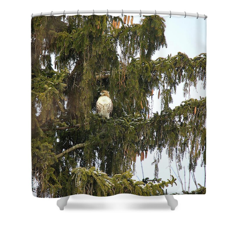 Red Shouldered Hawk Shower Curtain featuring the photograph Red Shouldered Hawk by Scott Burd