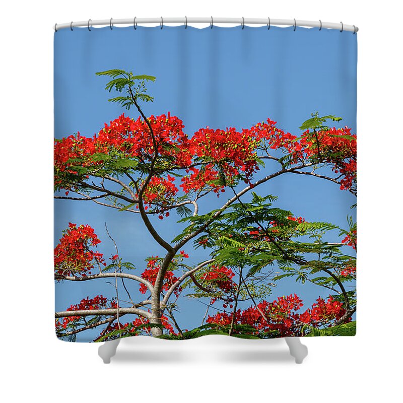 Flower Shower Curtain featuring the photograph Red Sky by Les Greenwood