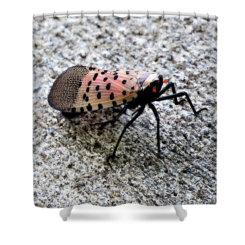 Insects Shower Curtain featuring the photograph Red Spotted Lanternfly Closeup by Linda Stern