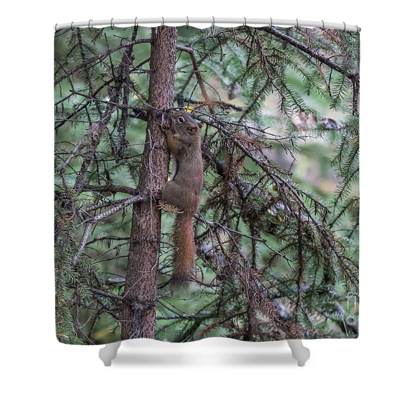 Red Squirrel Shower Curtain featuring the photograph Red Squirrel Climbing by Eva Lechner