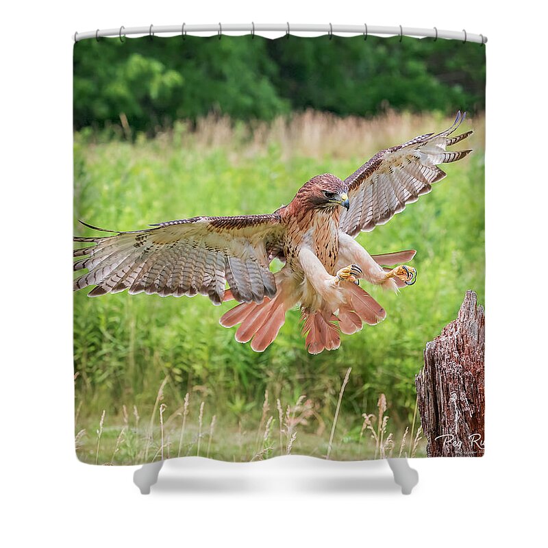 Hawk Shower Curtain featuring the photograph Red Tail by Peg Runyan