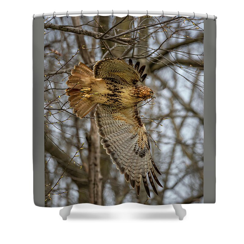 Birds Shower Curtain featuring the photograph Red Tail by Ray Silva