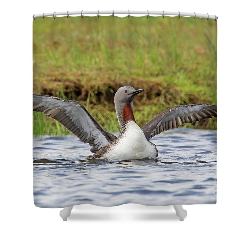 Red-throated Loon Shower Curtain featuring the photograph Red-throated Loon in Summer by Arterra Picture Library