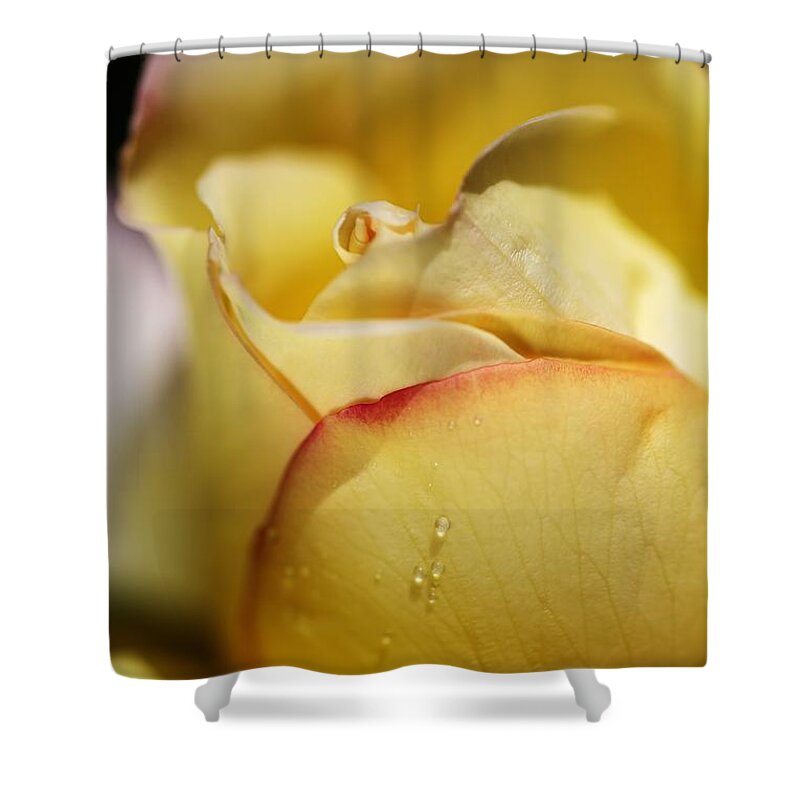 Rose Shower Curtain featuring the photograph Red Tipped Yellow Rose by Joy Watson