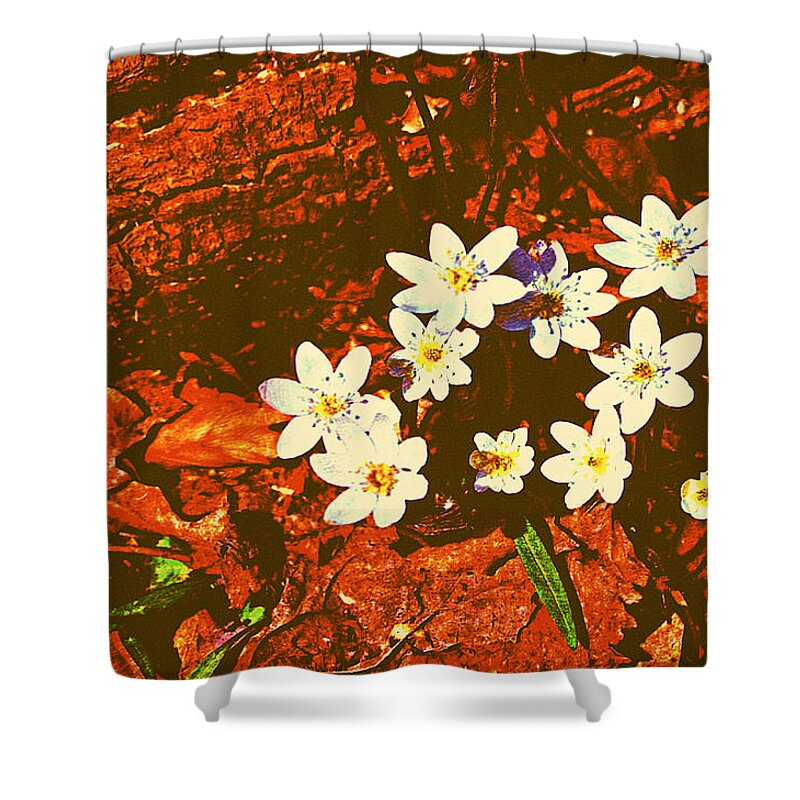 Anemones Shower Curtain featuring the photograph First Wood Anemones of Spring by Stacie Siemsen
