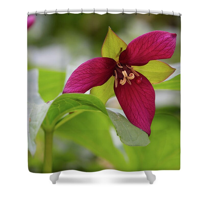 Trillium Shower Curtain featuring the photograph Red Trillium with Droplet by Flinn Hackett