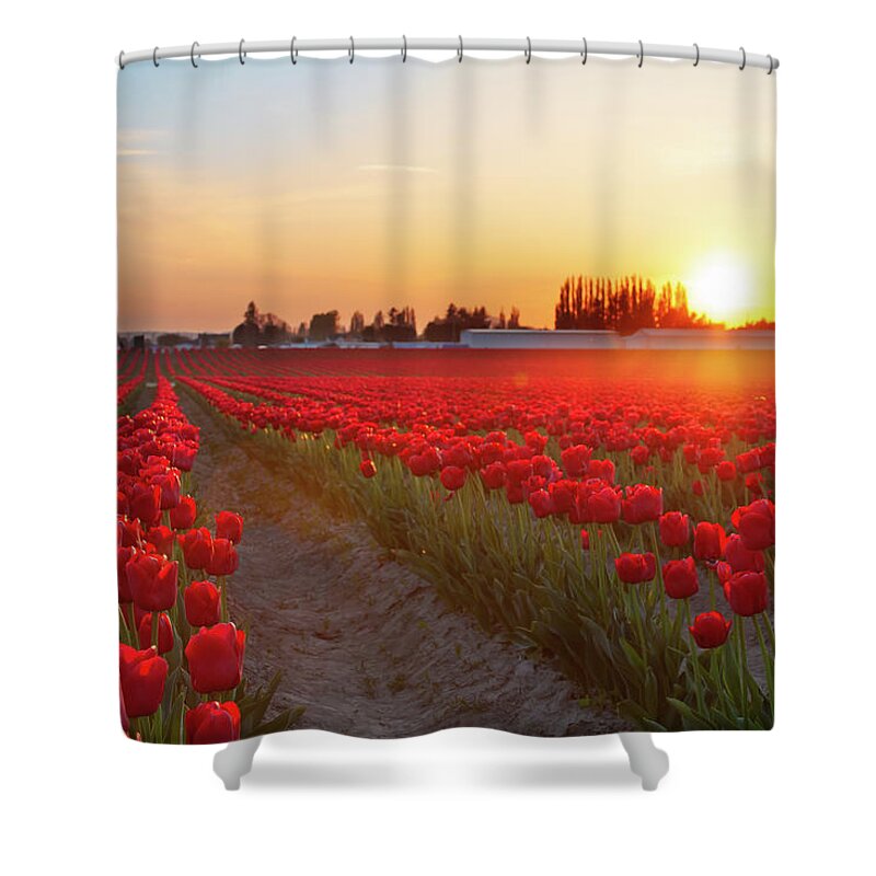Tulips Shower Curtain featuring the photograph Red Tulip Sunset by Michael Rauwolf