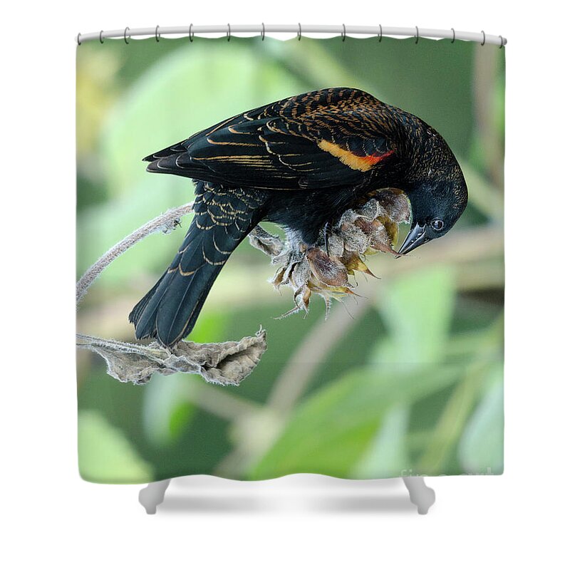 Red-winged Blackbird Shower Curtain featuring the photograph Red-Winged Blackbird by Kristine Anderson