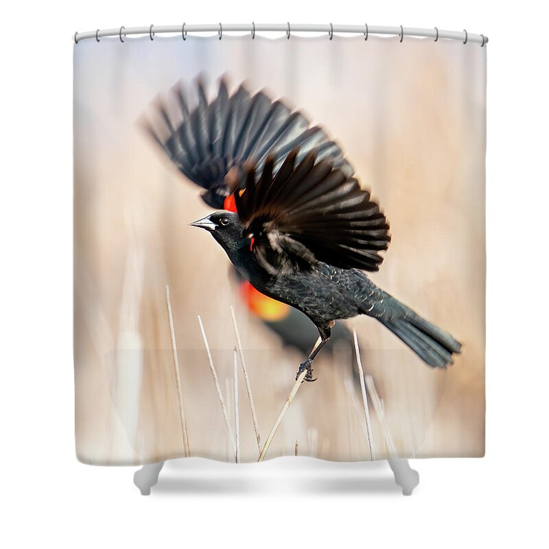 Red-winged Blackbirds Shower Curtain featuring the photograph Red-winged Blackbird Wingspread by Judi Dressler