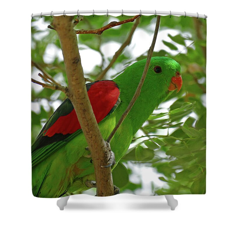 Animals Shower Curtain featuring the photograph Red-winged Parrot perched by Maryse Jansen