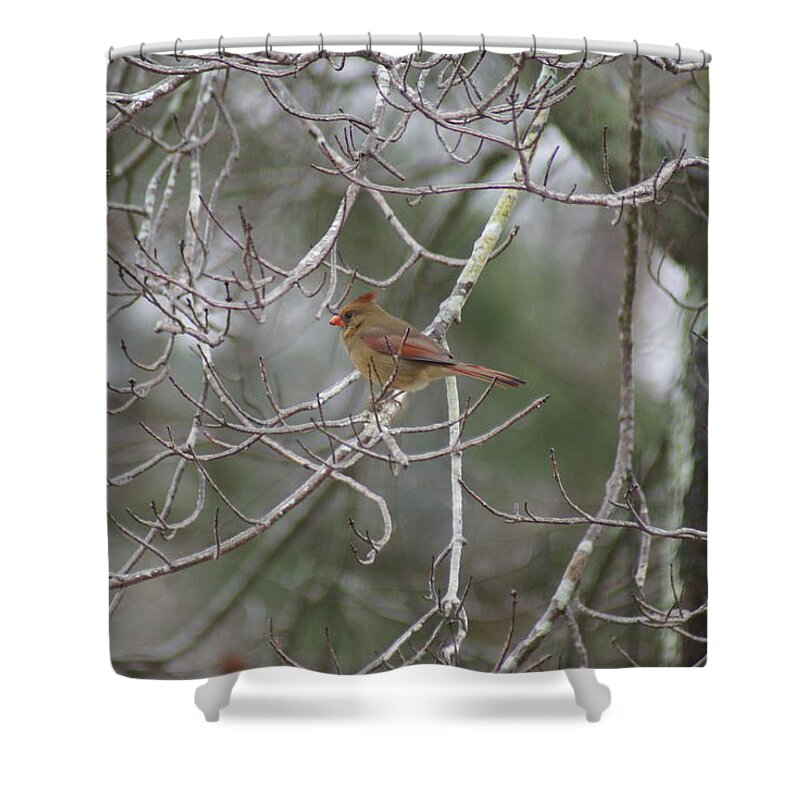  Shower Curtain featuring the photograph Redbird Female by Heather E Harman
