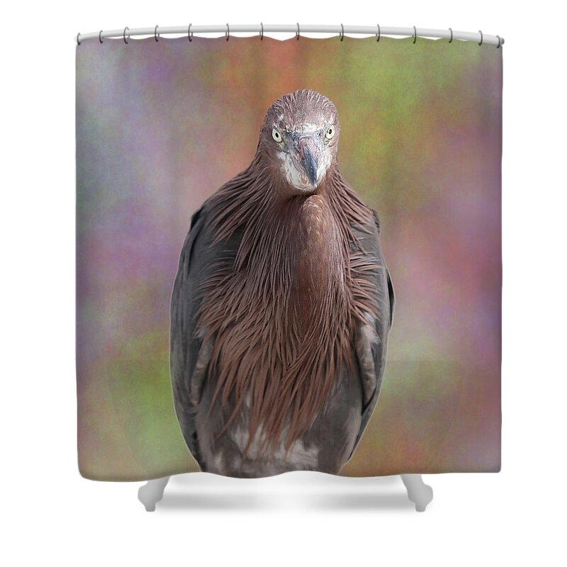 Reddish Egret Shower Curtain featuring the photograph Reddish Egret 3 by Mingming Jiang