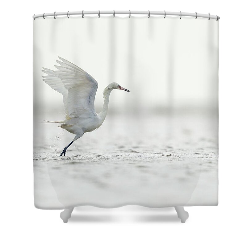 Bolivar Flats Shower Curtain featuring the photograph Reddish Egret by Maresa Pryor-Luzier