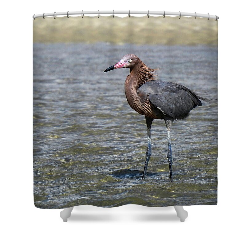 New Smyrna Beach Egrets Shower Curtains