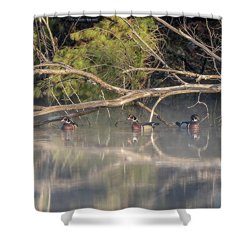 Duck Shower Curtain featuring the photograph Reflections by James Overesch