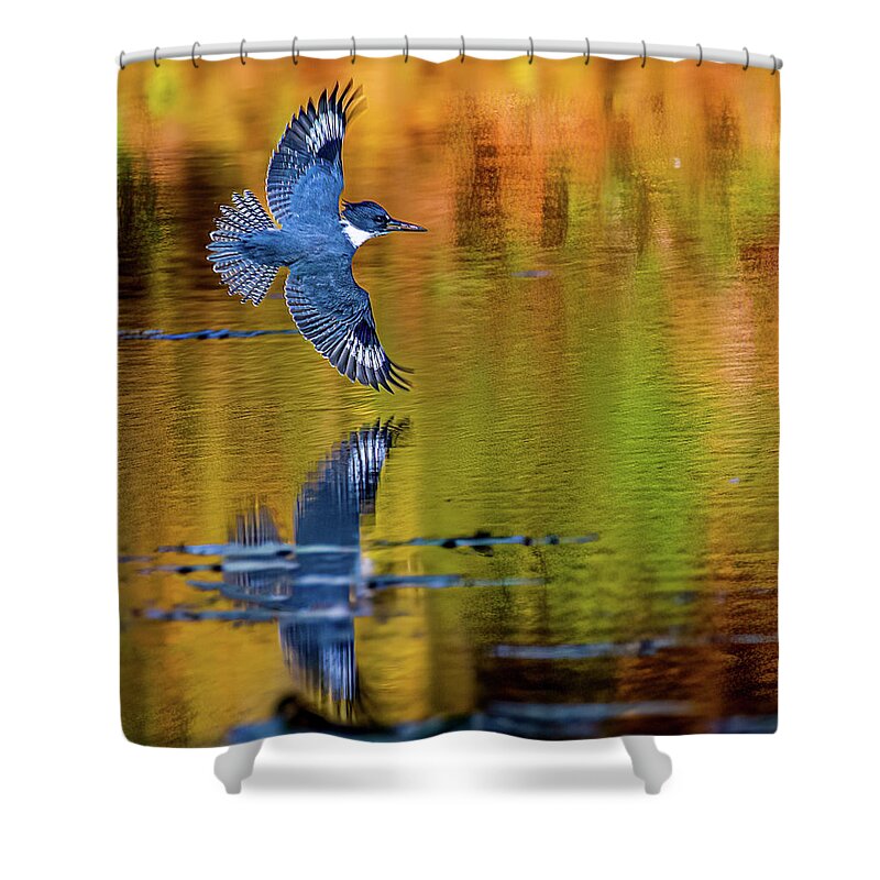 Kingfisher Shower Curtain featuring the photograph Reflections of a King by Brian Shoemaker