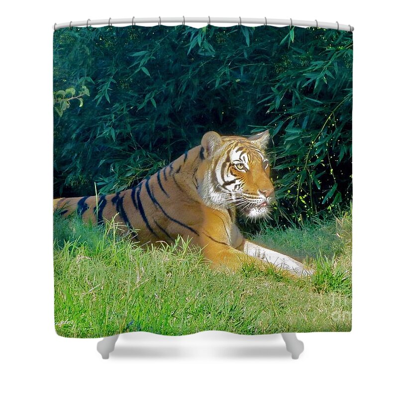 Malayan Female Tiger Arya Knoxville Zoo Tiger Exhibit Bamboo Leaves Grassy Hill Regal Royal Female Tiger Photography Shower Curtain featuring the painting Regal Malayan Tiger Arya Basking in the Sun by Kimberlee Baxter