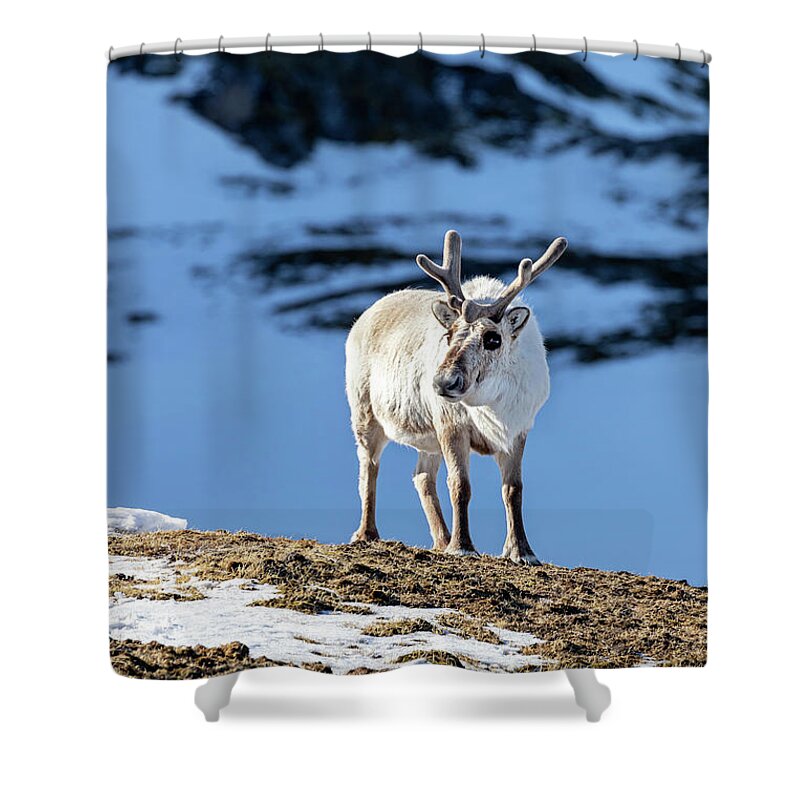 Caribou Moss Shower Curtains