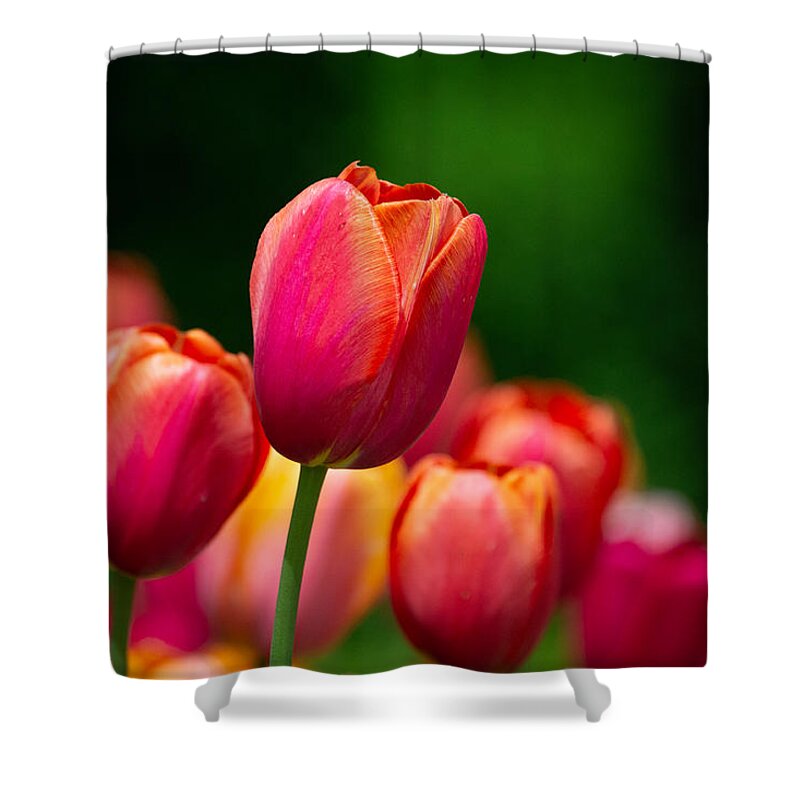 Tulips Shower Curtain featuring the photograph Relaxing in the Garden by Linda Bonaccorsi