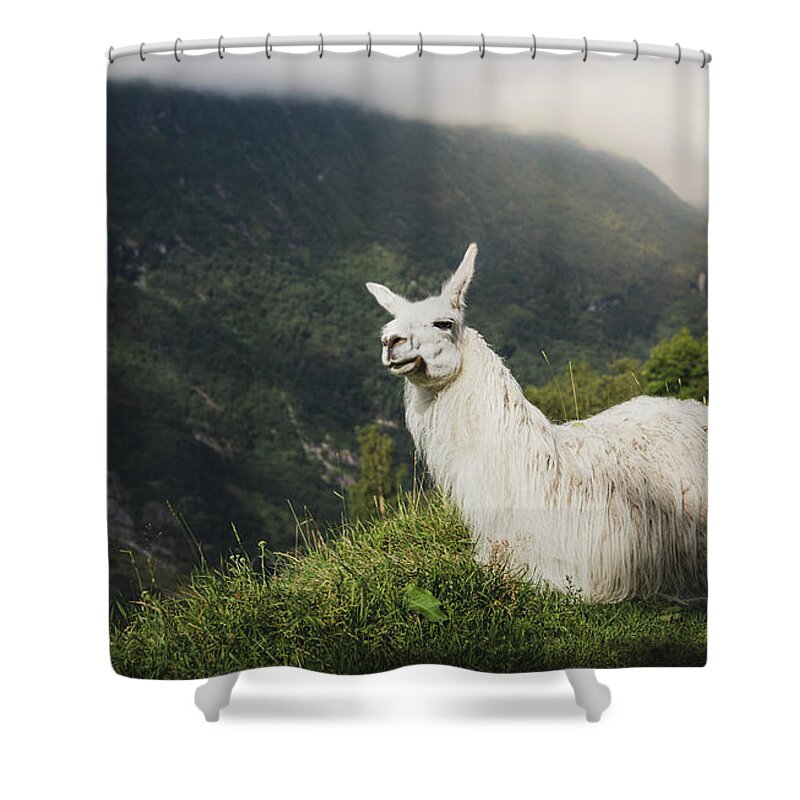#faatoppicks Shower Curtain featuring the photograph Relaxing Llama in Mountain Landscape by Nicklas Gustafsson