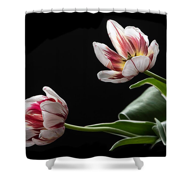 Tulip Shower Curtain featuring the photograph Release by Maggie Terlecki