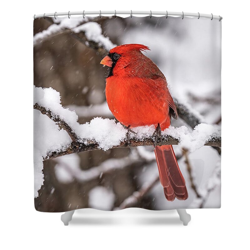 Cardinal Shower Curtain featuring the photograph Remembrance by James Overesch