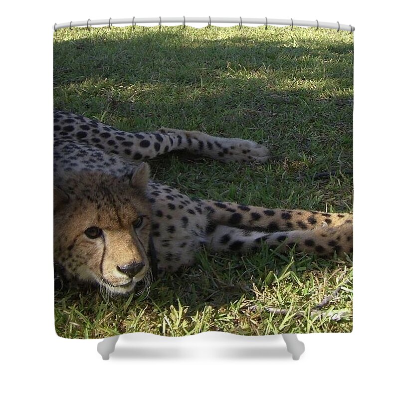 South Africa Shower Curtain featuring the photograph Resting Cat in Africa by Barbie Corbett-Newmin
