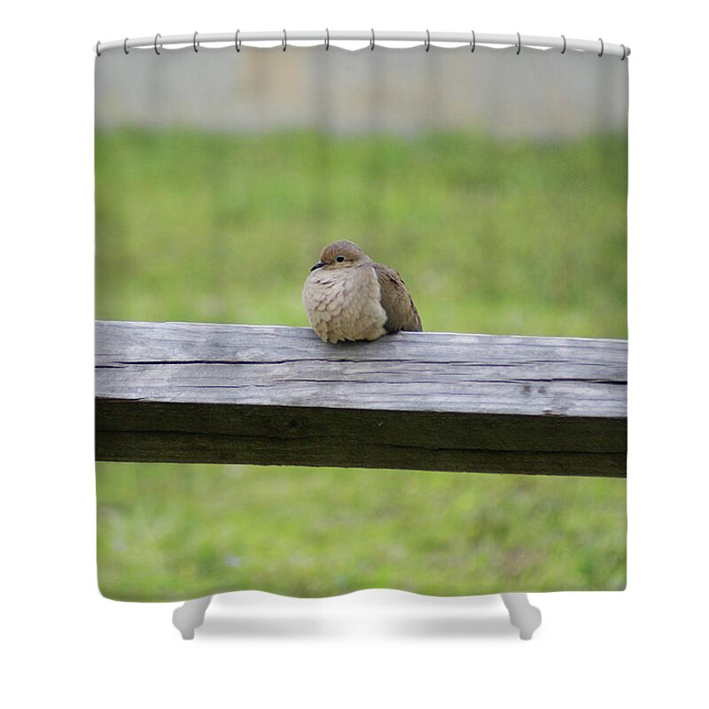  Shower Curtain featuring the photograph Resting Dove by Heather E Harman