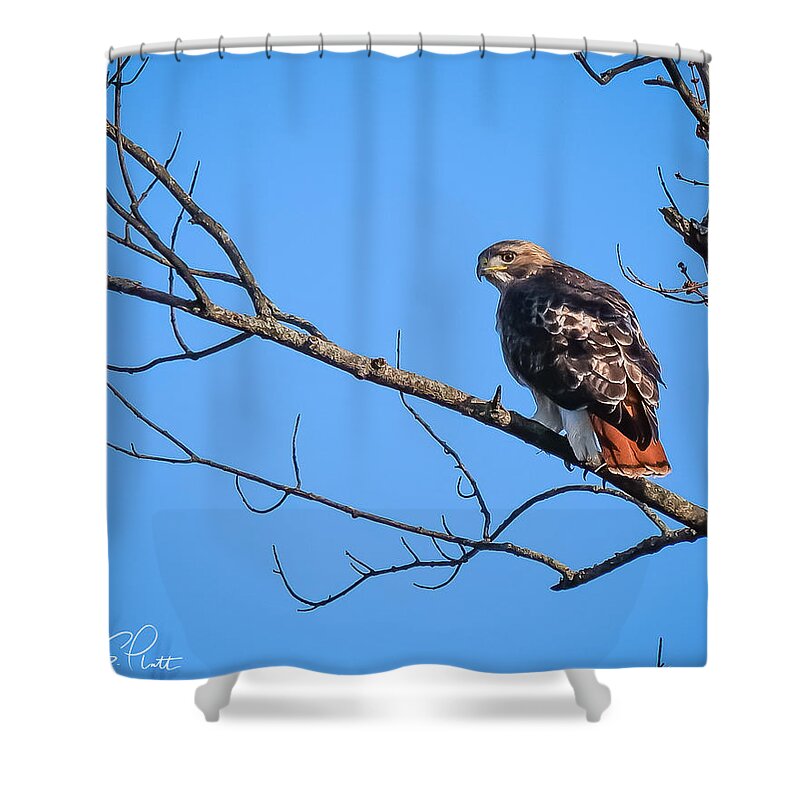 Hawk Shower Curtain featuring the photograph Return Gaze by Andrea Platt