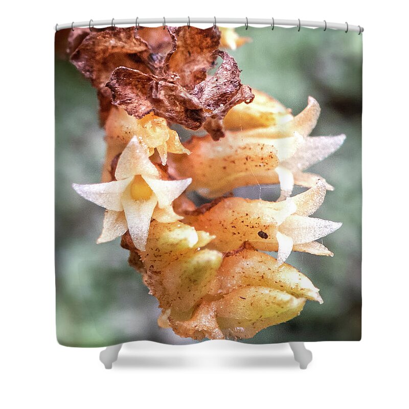 Campylocentrum Pachyrrhizum Shower Curtain featuring the photograph Ribbon Orchid Closeup by Rudy Wilms